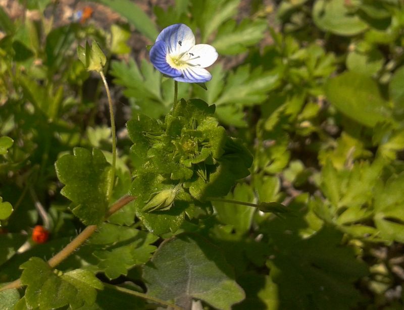 Veronica persica